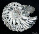 Inch Wide Euhoplites Ammonite - England #2393-1